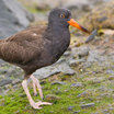 Black Oystercatcher